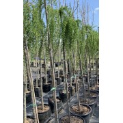 Модрина японська Стіф Віппер 180 см обх стовб 12